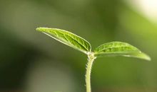 一粒种子给我的盼望