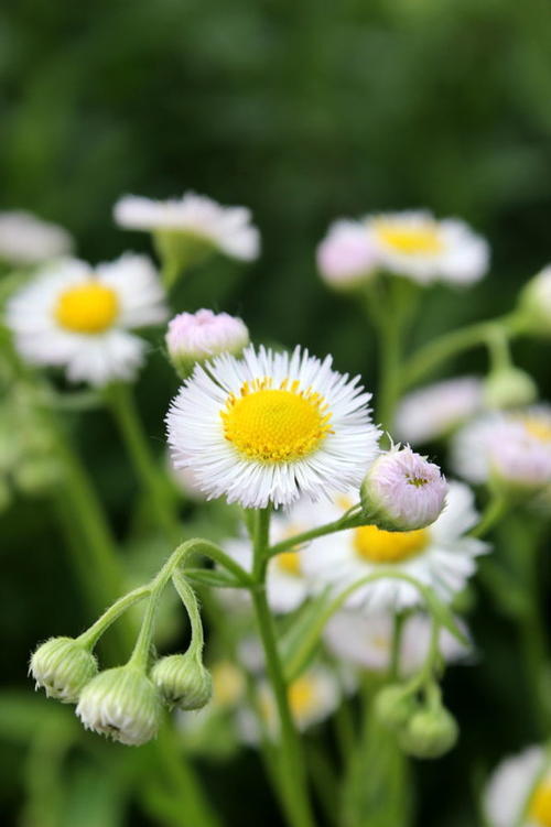 开花