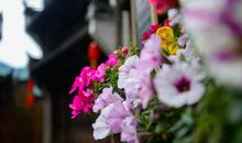 两颗心，共享一束芬芳