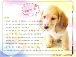 我有一个小狗的朋友。