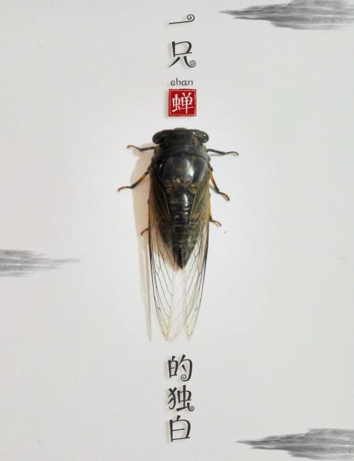 橡皮擦的独白