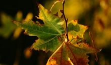 那一叶梧桐的背后