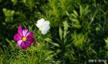 静静的等候花开