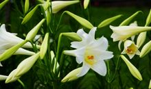 我读懂了花的声音