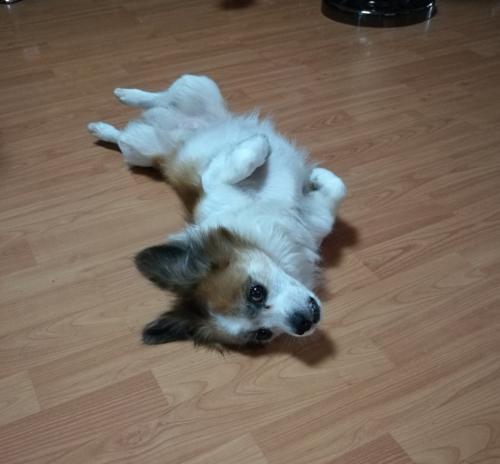 聪明的小狗欢欢