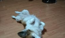 聪明的小狗欢欢