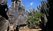 神奇的云南石林