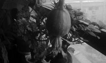 阳台上的不速之客