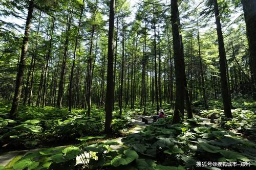 寻找美丽的森林