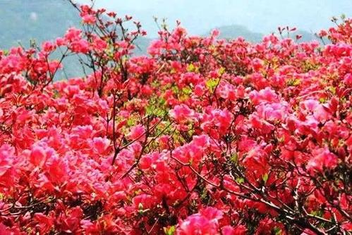 美丽的杜鹃花