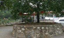 我们的无花果树