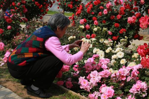 妈妈是花农