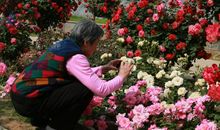 妈妈是个养花狂