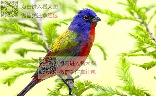 如果世界上没有鸟