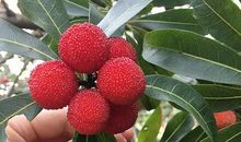 家乡的特产杨梅