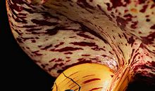 甜蜜的陷阱—猪笼草