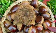 家乡的特产栗子