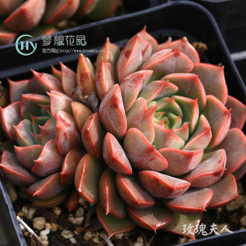 桃树梦想