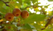 又是春残花落时