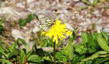 课间的一只蝴蝶