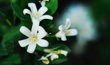 由花谢花开想到的