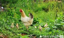 童年里那些的小动物