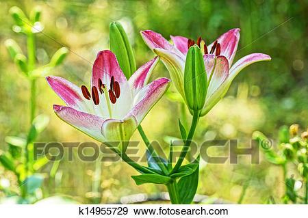 愿生活像纯粹的百合花