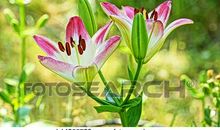 愿人生像纯净的百合花