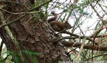 小松鼠的天空之旅作文