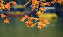 唯有清欢守在心头