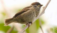 一只鸟儿的独白