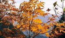 最美不过那抹秋影