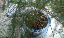 观察文竹的日记400字