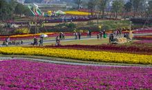 行走在心灵的花海