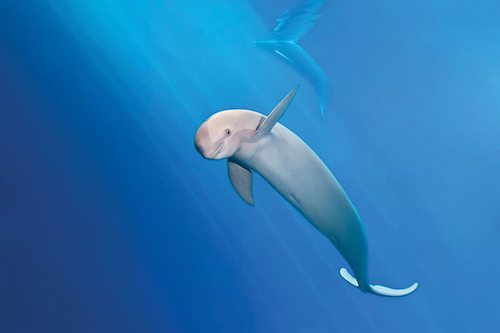 海豚和索纳尔