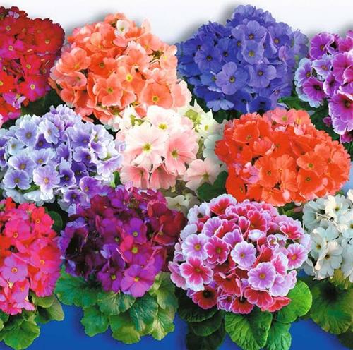 爱在樱花