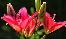 梦想盛开在心中的百合花