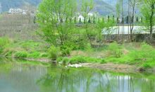 无处不在的春天