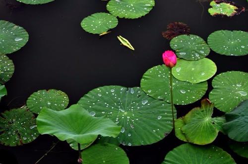 生活，是露水