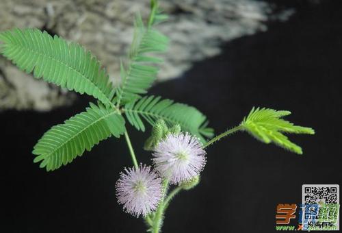 含羞草的启示