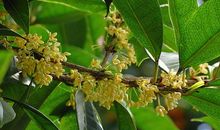 总会想起那幽幽桂花香