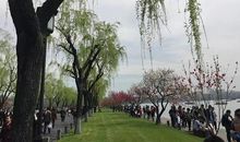 我与柳绿再见时