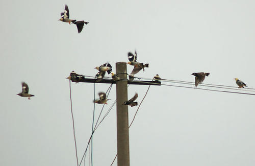 birds