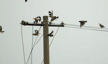 电线杆上的小鸟