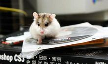 给小苍鼠的一封信