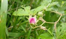 暮春的那一片芬芳