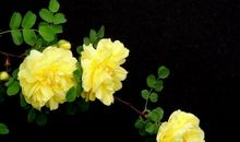 那片迷人的蔷薇花