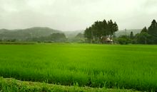 乡村的一年四季