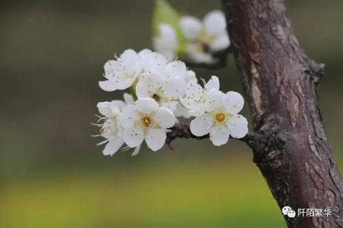 另见春天的花朵