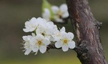 又见春暖花开时